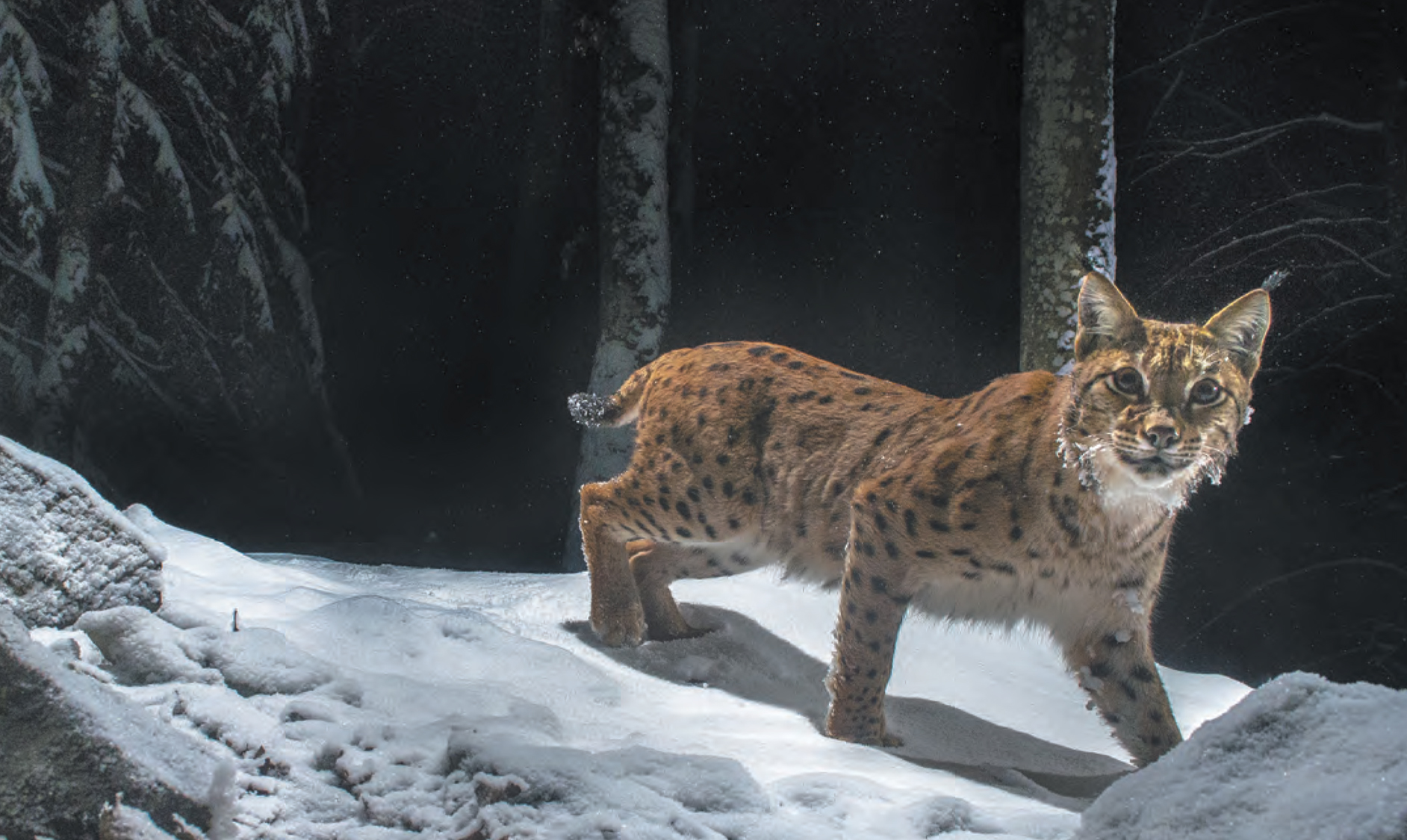 Photo 02.jpg (897 KB)