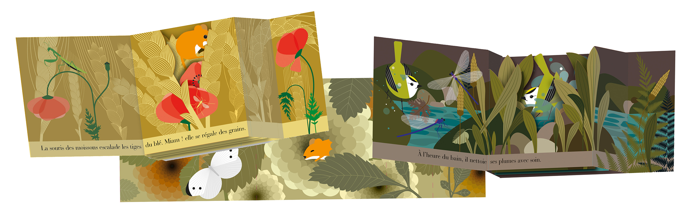 Roitelet, Souris Montage.jpg (974 KB)