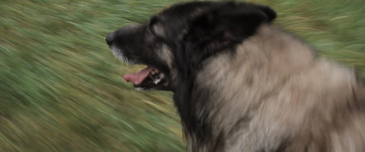 dans l oeil du chien 2.jpg (325 KB)