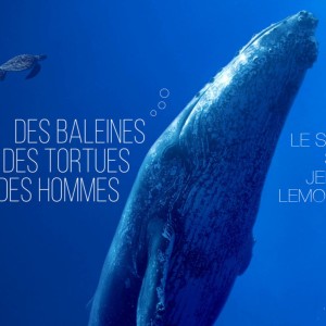"Des baleines, des tortues et des hommes", le nouveau documentaire de Rémy Tezier, le nouveau score de Jérôme Lemonnier !