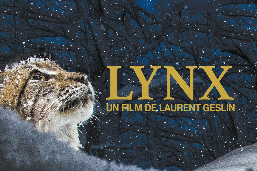 Lynx, un documentaire remarquable de Laurent Geslin en salles le 19 janvier