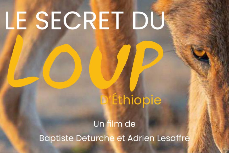 ‘Le secret du loup d’Éthiopie’… un animal étonnant aux habitudes alimentaires surprenantes que ce documentaire vous invite à découvrir !